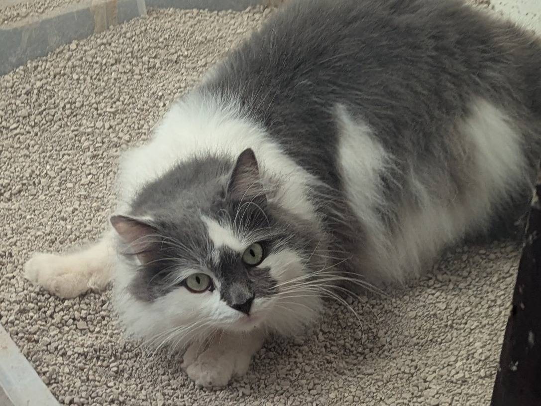 Vuoi adottare un gatto a Teramo?