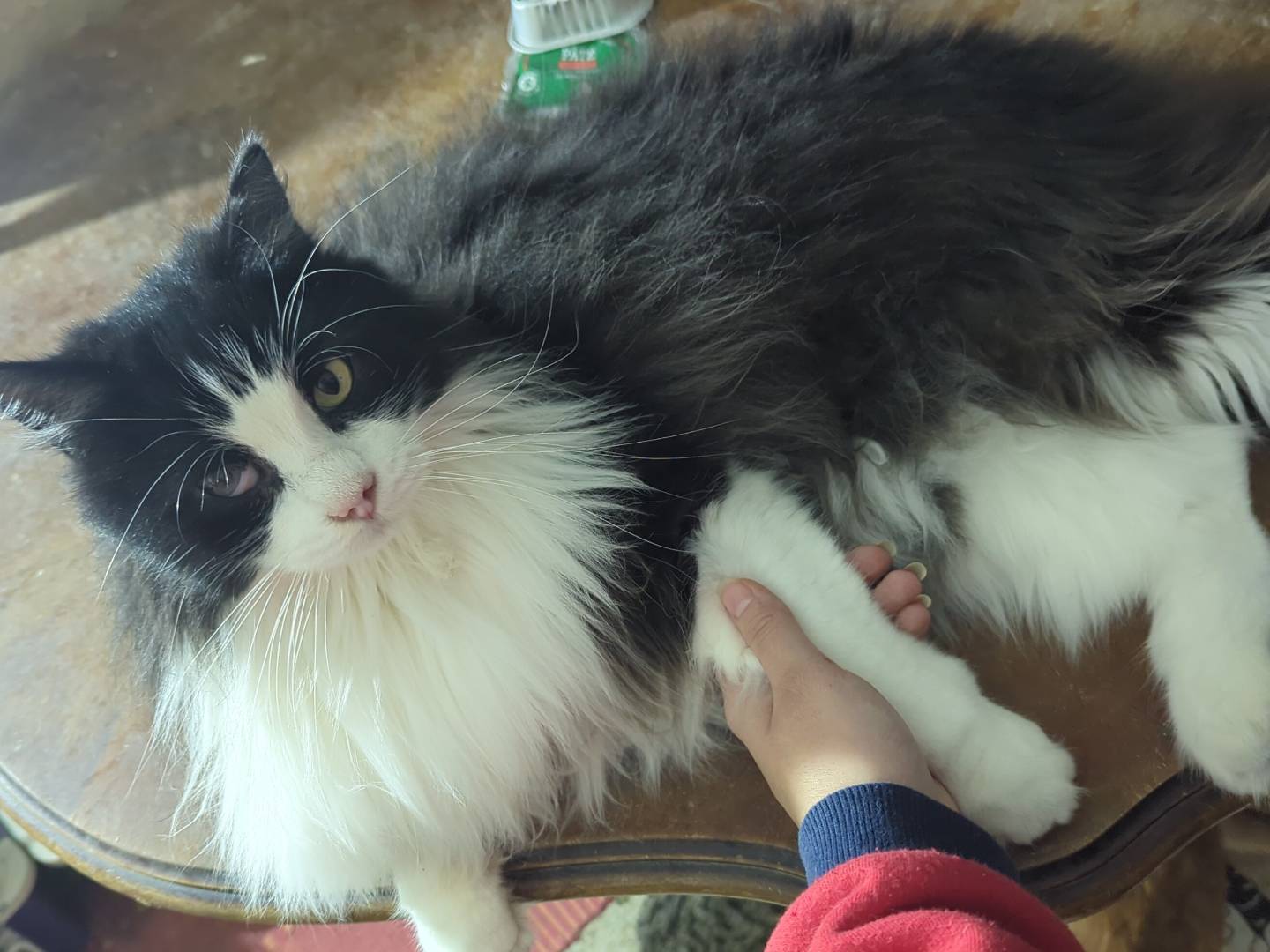 Adozione gatto, maschio, Razza sconosciuta Razza sconosciuta, 9 anni e 9 mesi, taglia non valida, Teramo