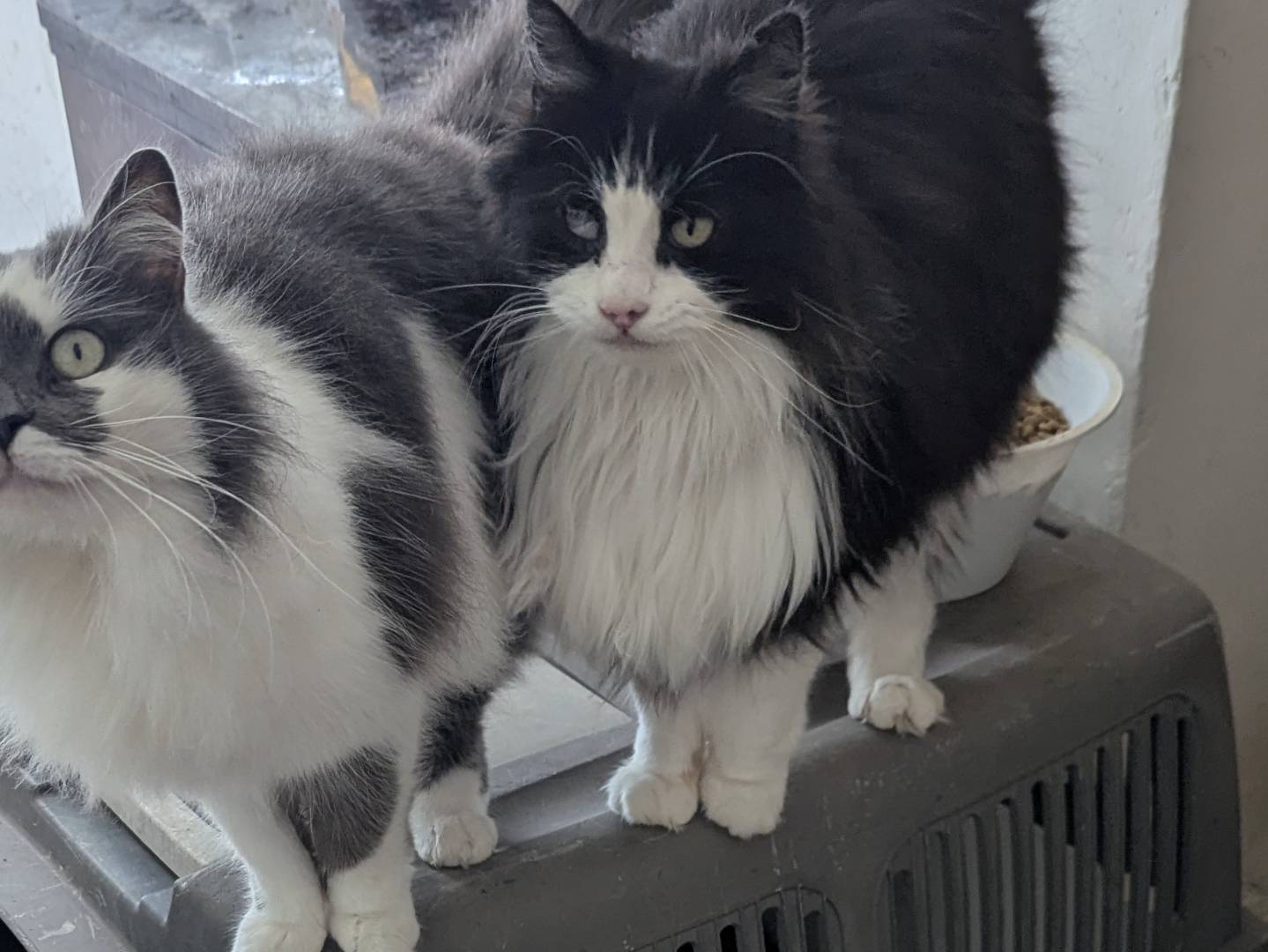 Adotta un gatto, maschio, 9 anni e 9 mesi, Teramo