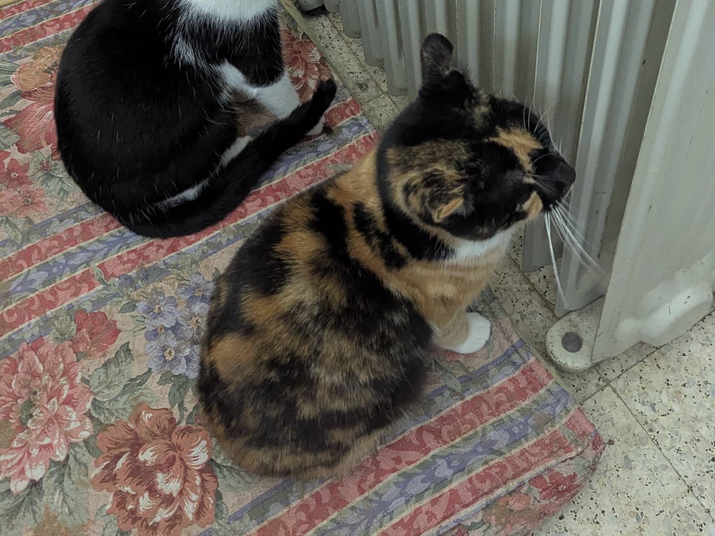 Adotta un gatto, femmina, 3 anni e 9 mesi, Teramo