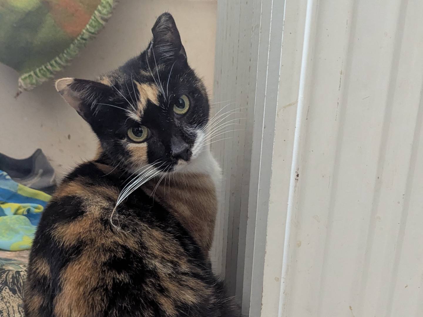 Adotta un gatto, taglia non valida, femmina, Teramo