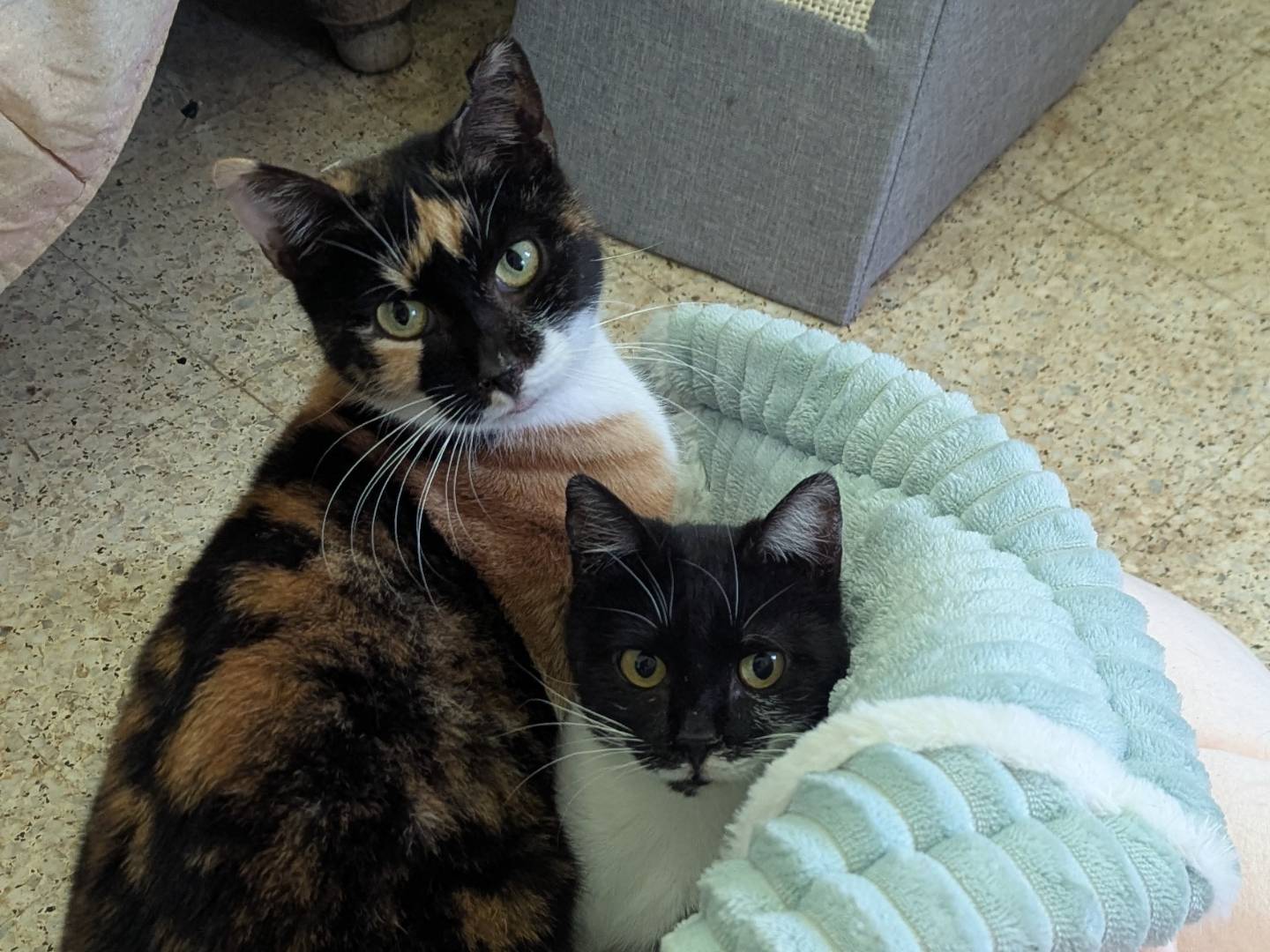 Vuoi adottare un gatto a Teramo?