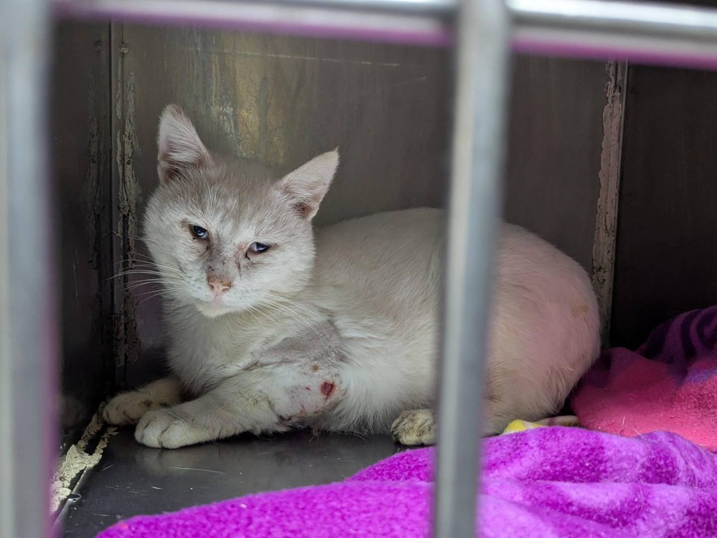 Adozione gatto, maschio, Razza sconosciuta Razza sconosciuta, 2 anni e 9 mesi, taglia non valida, Teramo