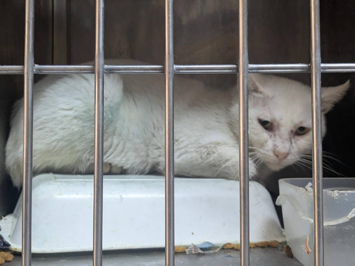 Adotta un gatto, maschio, 2 anni e 9 mesi, Teramo