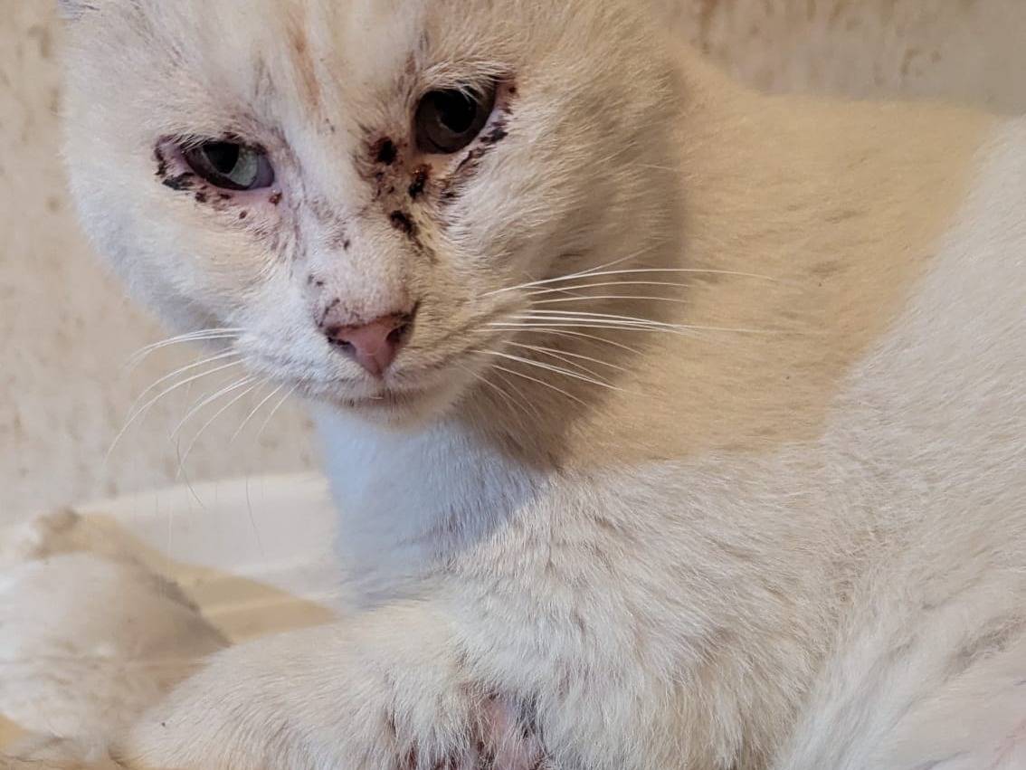 Vuoi adottare un gatto a Teramo?