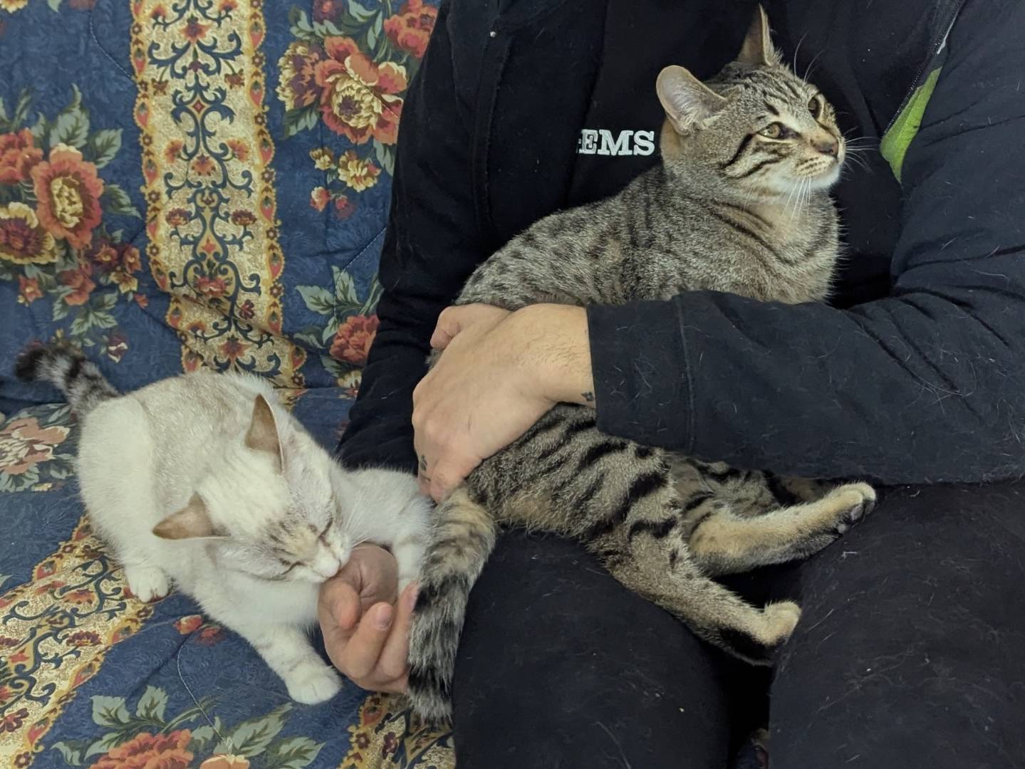 Adozione gatto, maschio, Razza sconosciuta Razza sconosciuta, 6 mesi, taglia non valida, Teramo