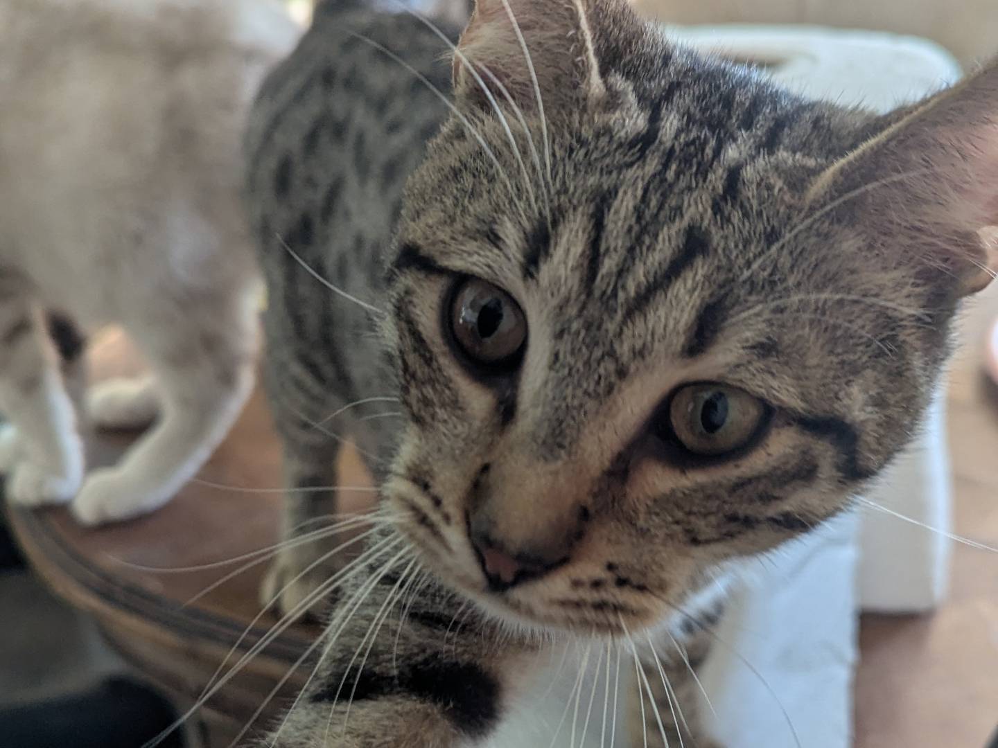 Adotta un gatto, maschio, 6 mesi, Teramo