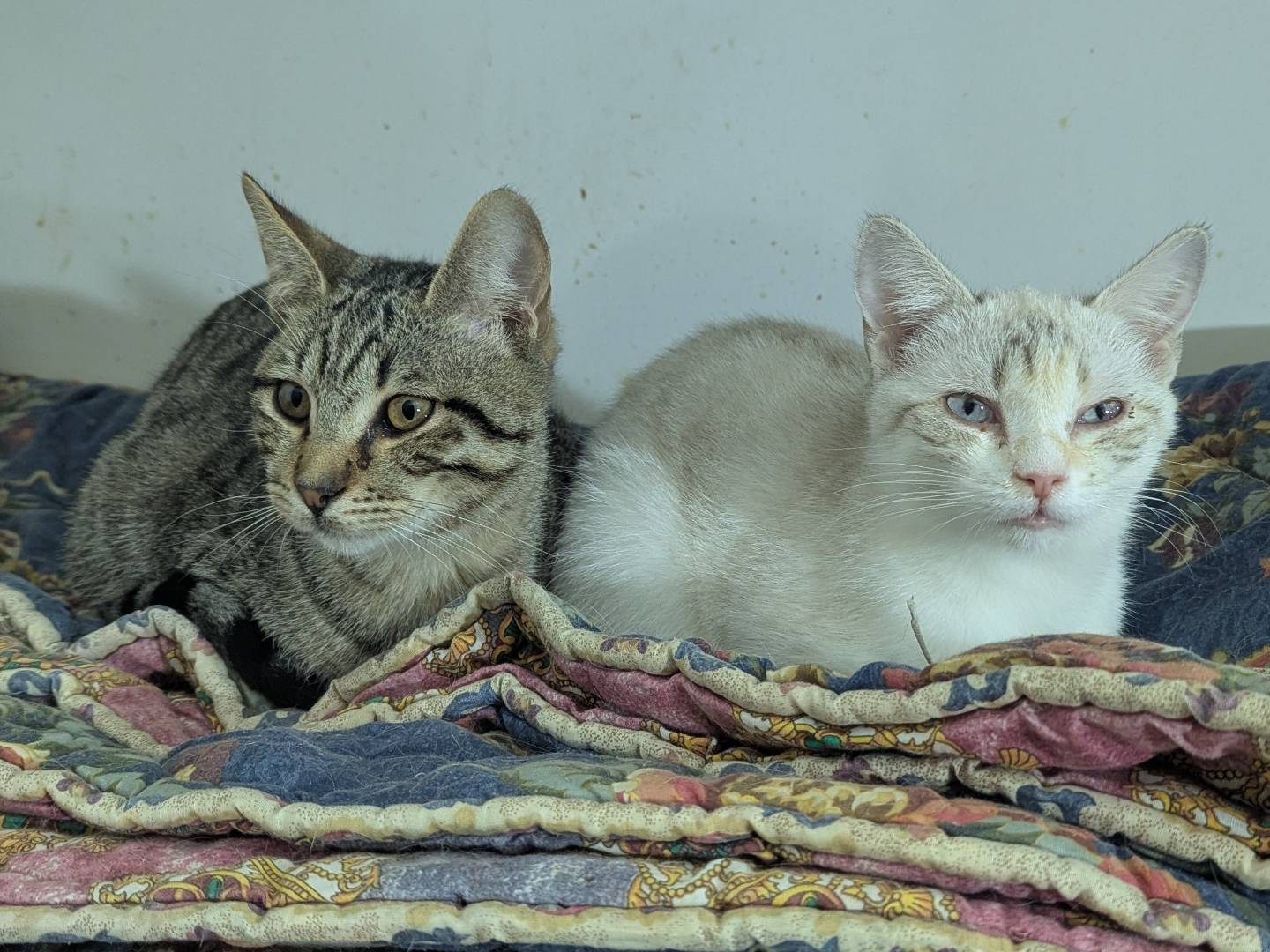 Adotta un gatto, taglia non valida, maschio, Teramo