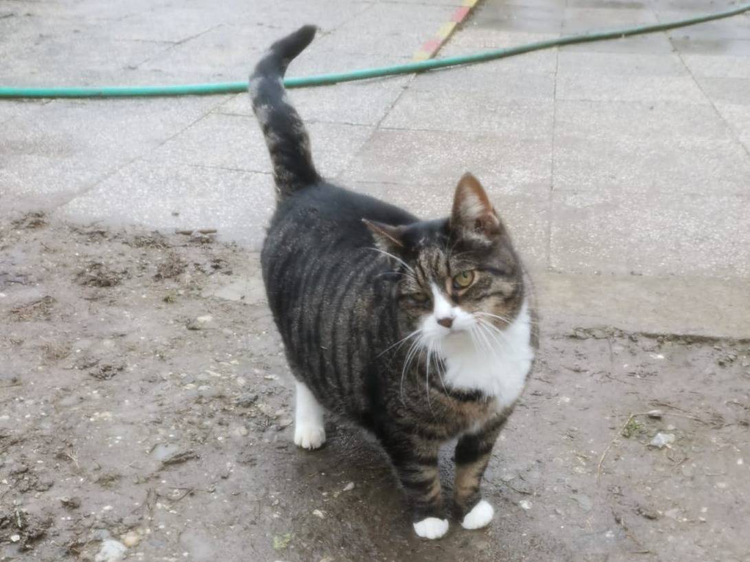 Adozione gatto, femmina, Razza sconosciuta Razza sconosciuta, 2 anni e 9 mesi, taglia non valida, Parma