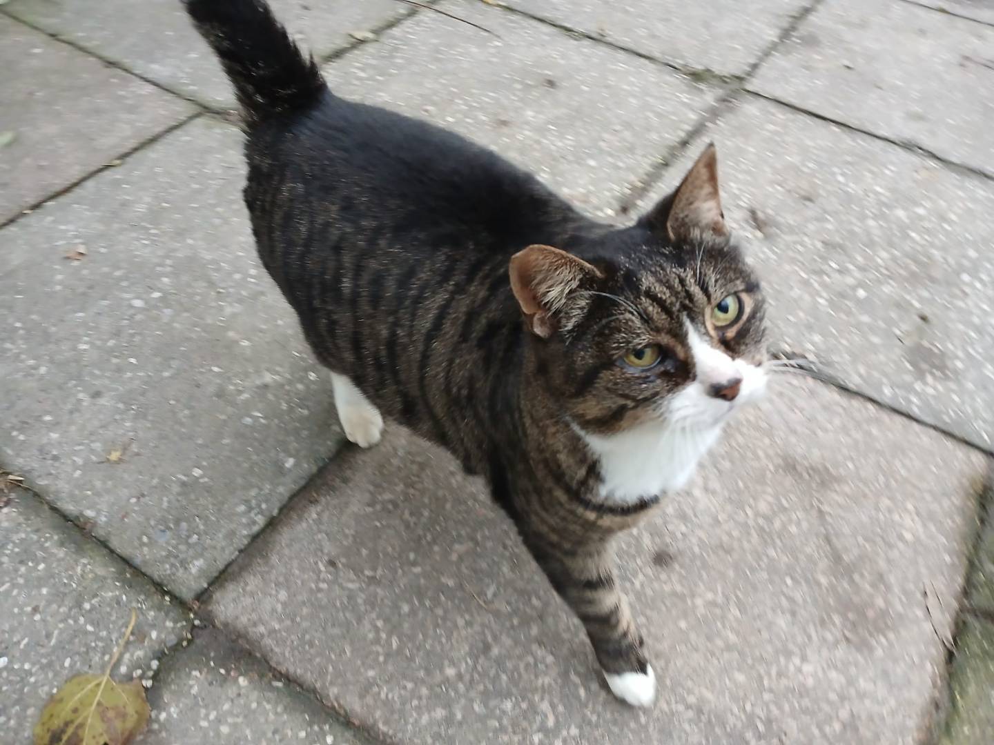 Adotta un gatto, femmina, 2 anni e 9 mesi, Parma