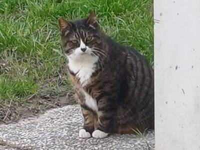 Adotta un gatto, taglia non valida, femmina, Parma