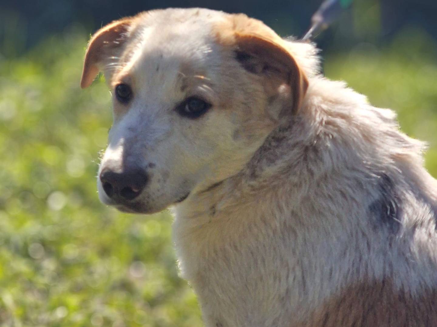 Adozione cane, maschio, Razza sconosciuta Razza sconosciuta, 6 mesi, taglia grande, Milano