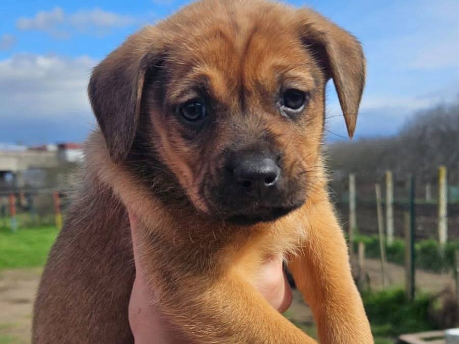 Adozione cane, femmina, Razza sconosciuta Razza sconosciuta, 1 mesi, taglia media contenuta, Napoli