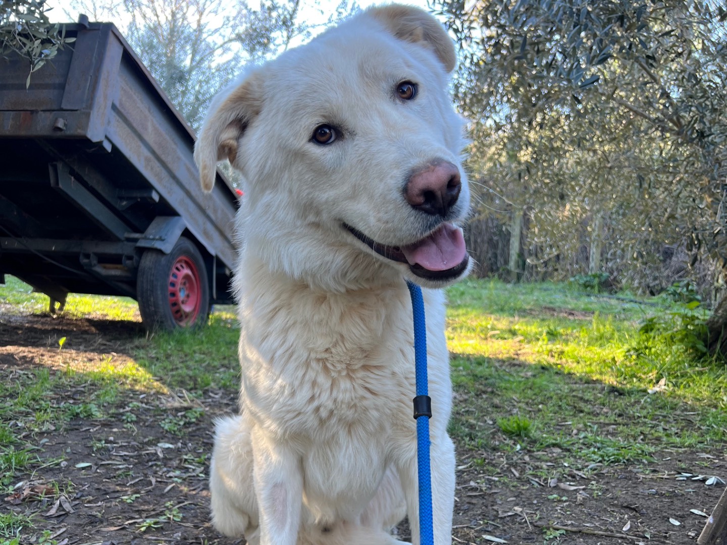 Adozione cane, maschio, Golden Retriever Pastore maremmano, 1 anno e 1 mese, taglia grande, Roma