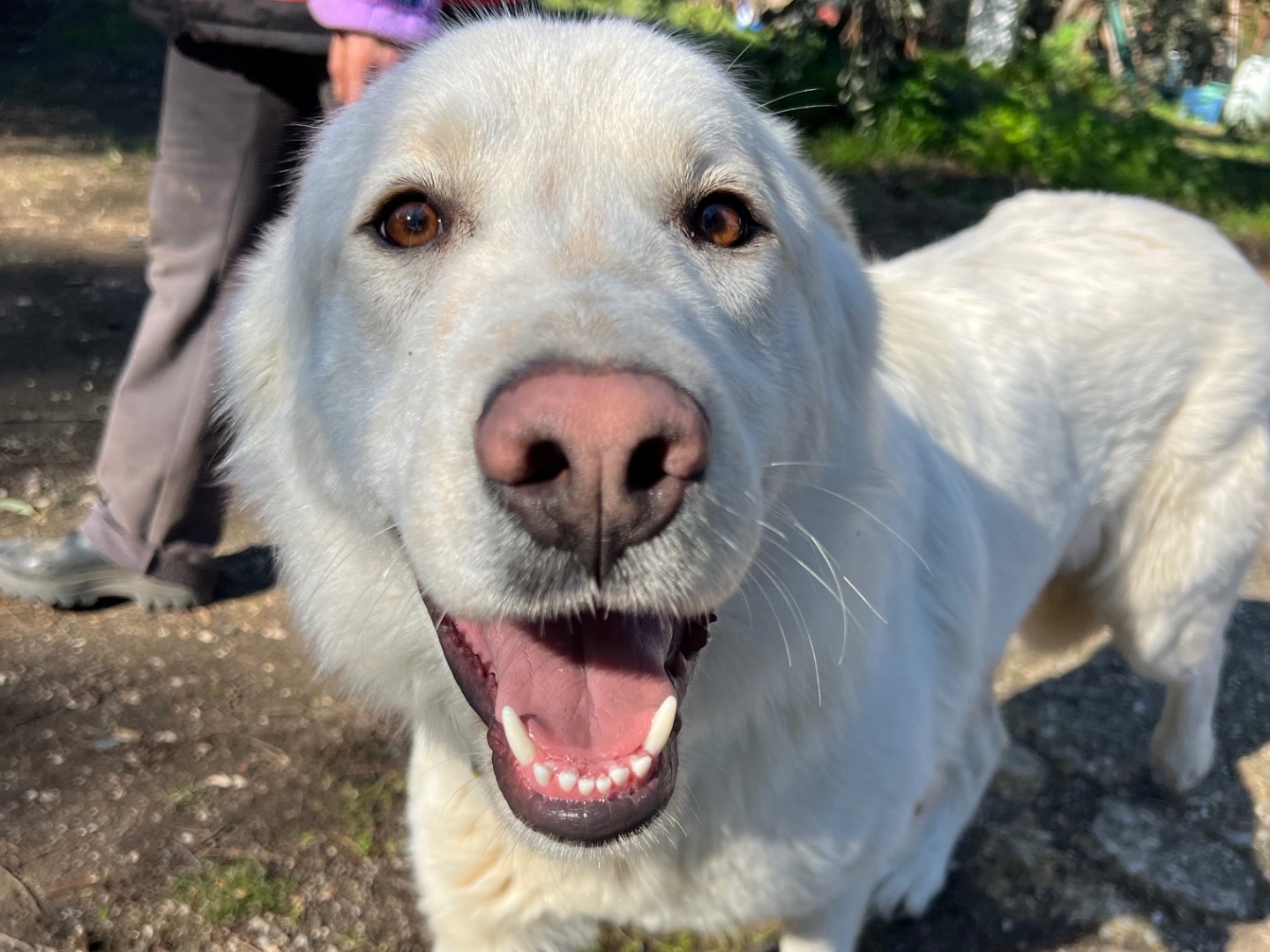Adotta un cane, maschio, 1 anno e 1 mese, Roma