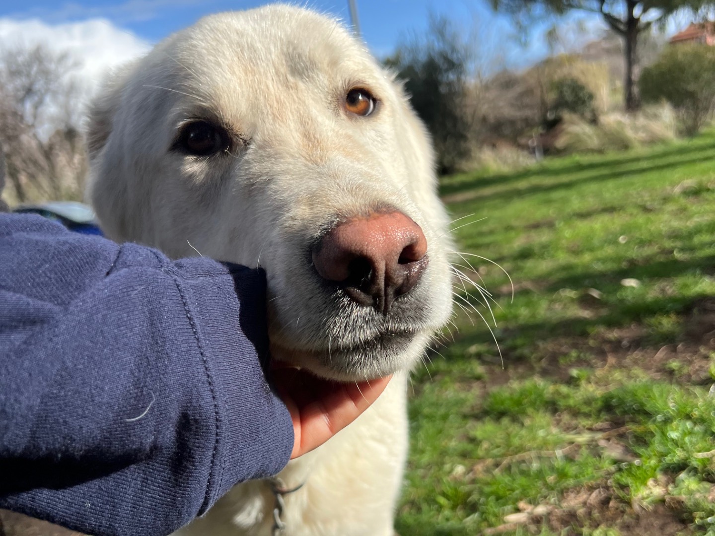 Vuoi adottare un cane a Roma?