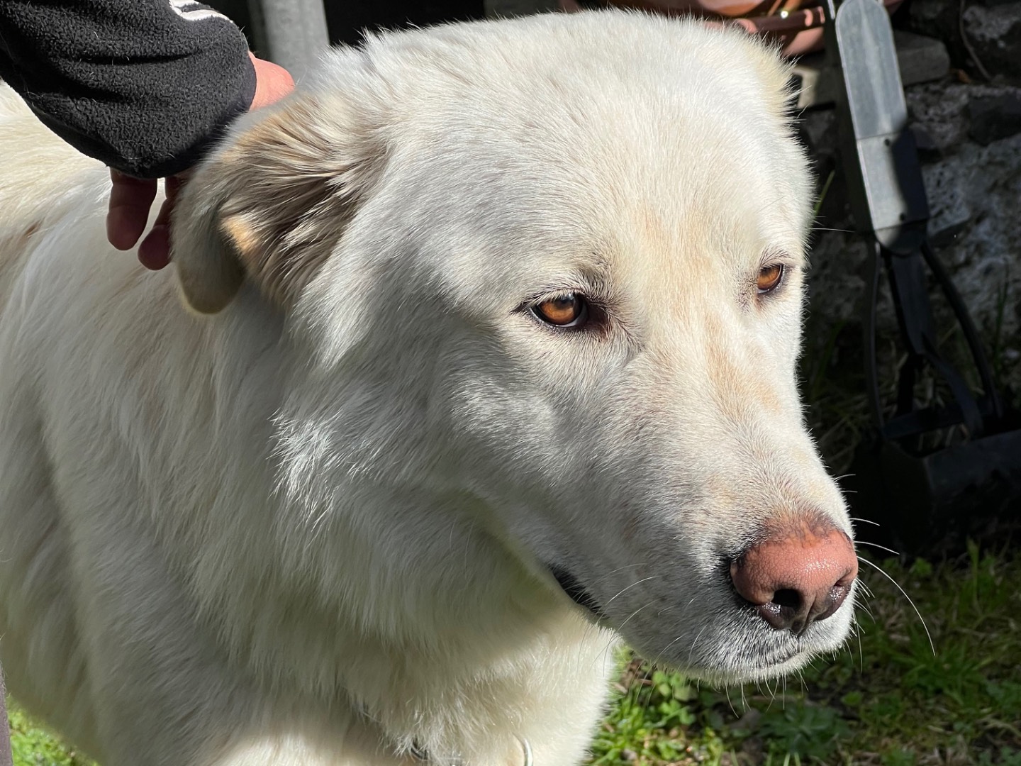 Adotta il cane Giotto a Roma