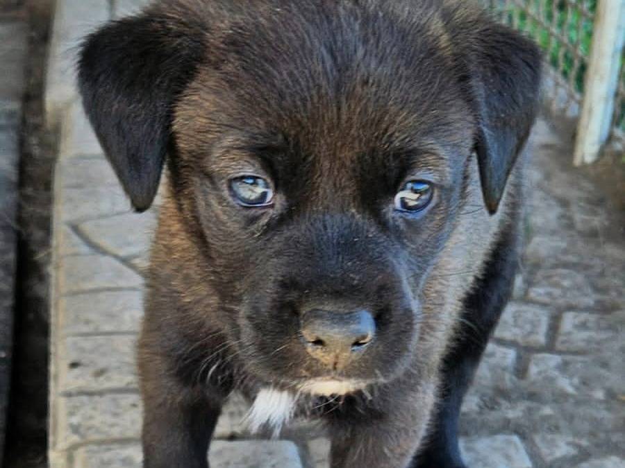 Adozione cane, maschio, Razza sconosciuta Razza sconosciuta, 1 mesi, taglia media contenuta, Napoli
