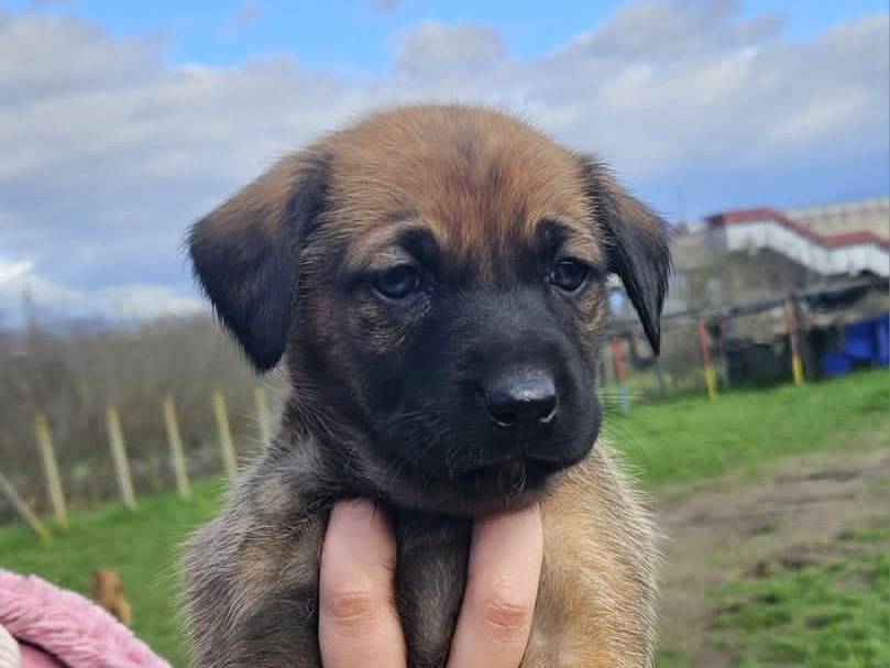 Adozione cane, maschio, Razza sconosciuta Razza sconosciuta, 1 mesi, taglia media contenuta, Napoli