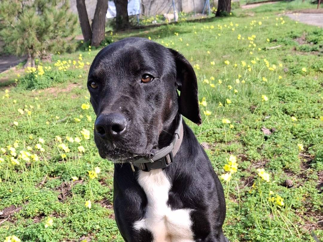 Adotta un cane, maschio, 1 anno e 6 mesi, Crotone