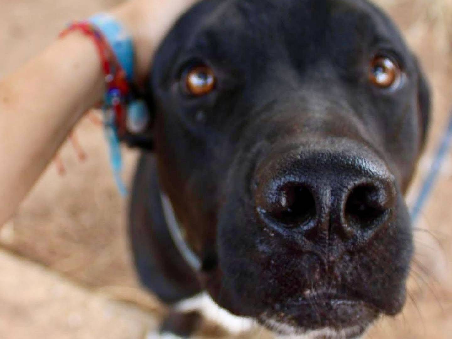 Vuoi adottare un cane a Crotone?