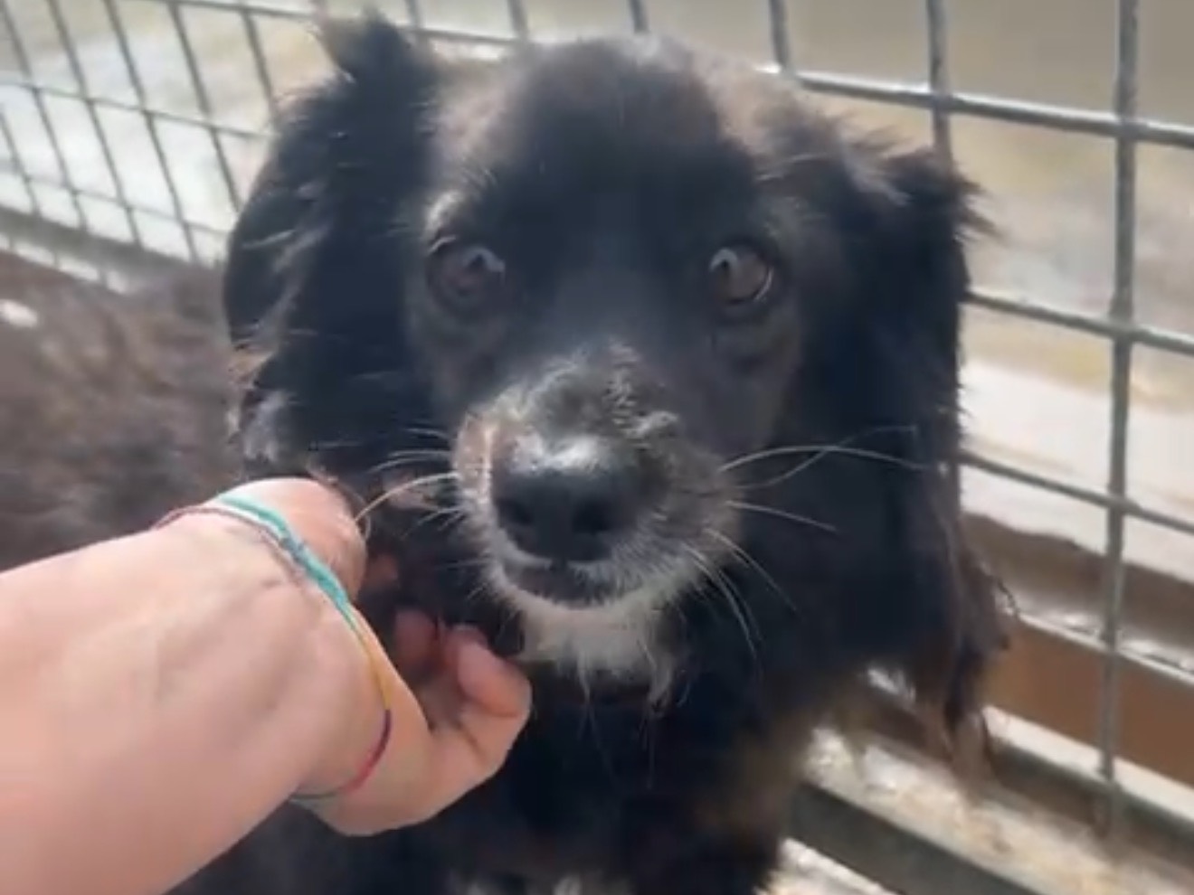 Adozione cane, femmina, Razza sconosciuta Razza sconosciuta, 6 anni e 4 mesi, taglia media contenuta, Latina