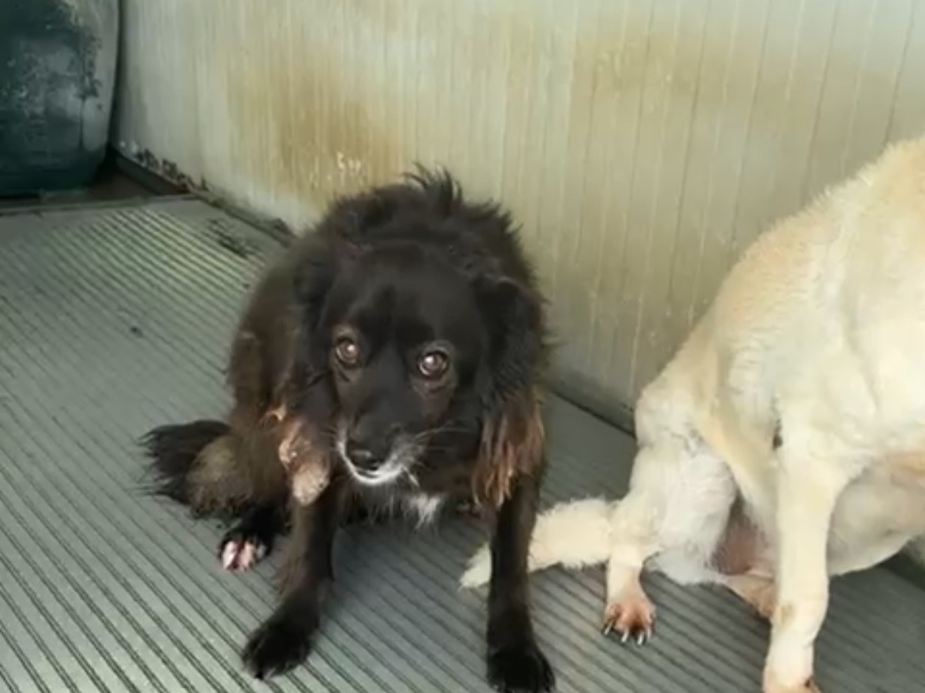 Adotta un cane, femmina, 6 anni e 4 mesi, Latina