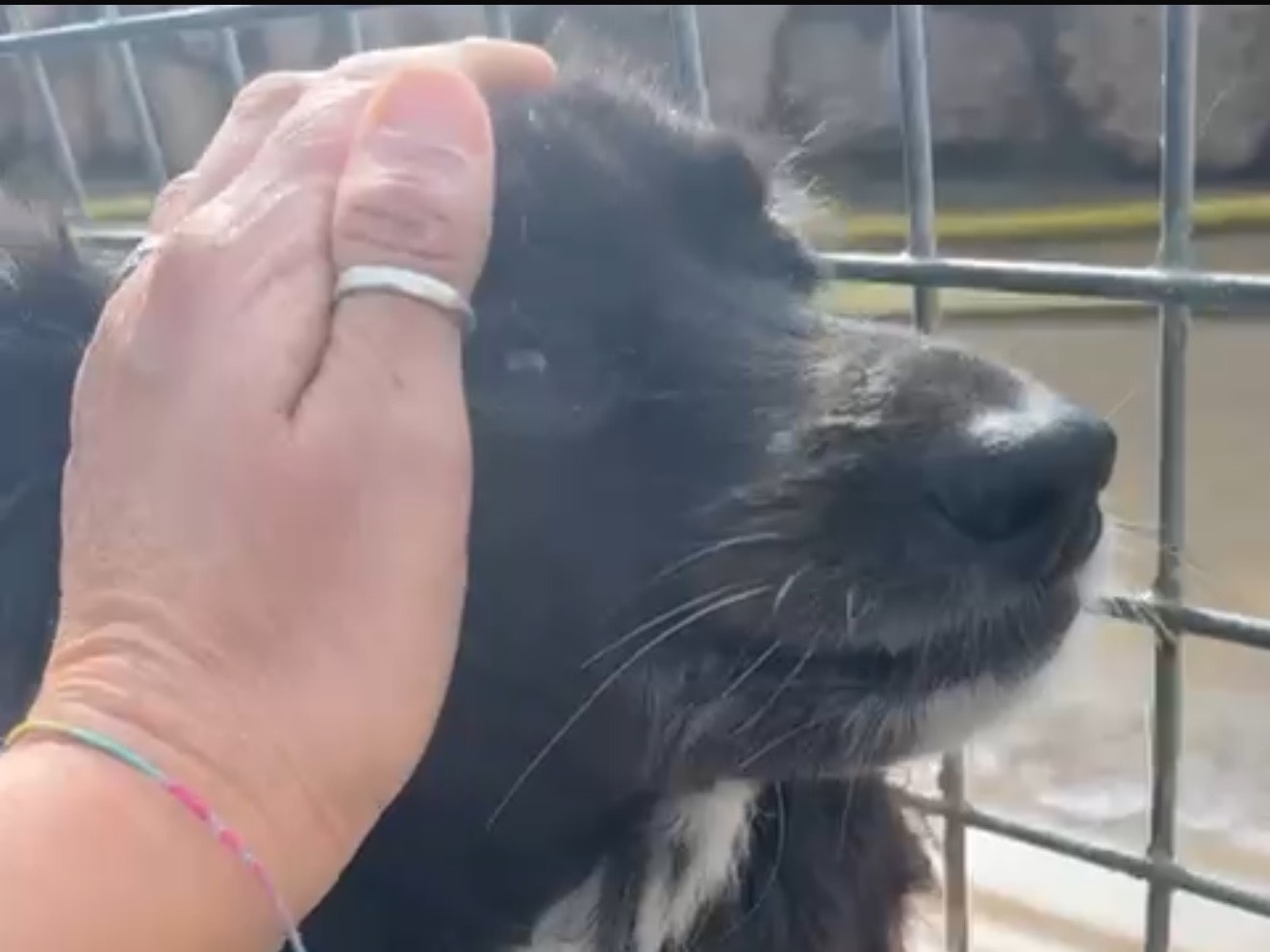 Vuoi adottare un cane a Latina?