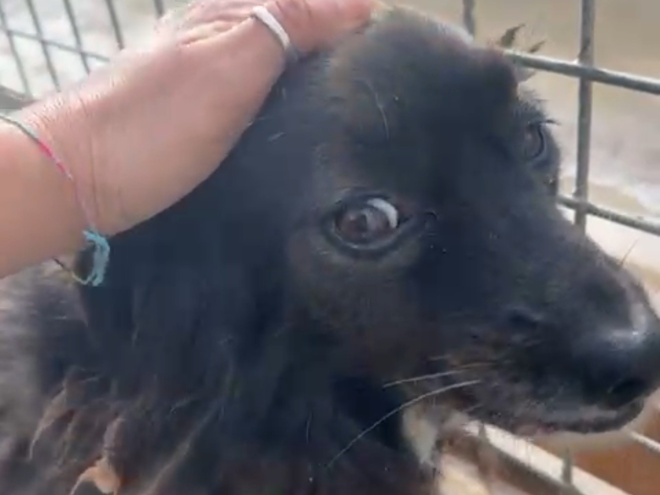 Adotta il cane Maura a Latina