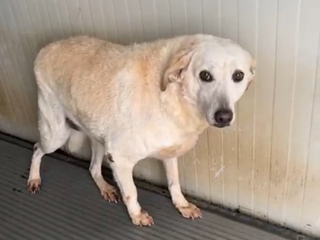 Adozione cane, femmina, Razza sconosciuta Razza sconosciuta, 6 anni e 9 mesi, taglia media, Latina