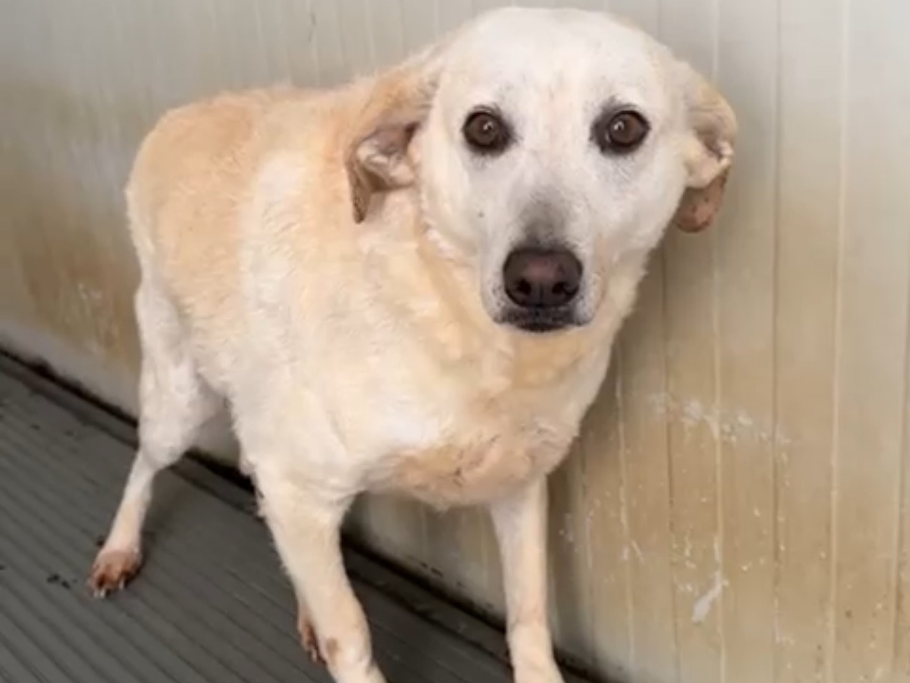 Adotta un cane, femmina, 6 anni e 9 mesi, Latina