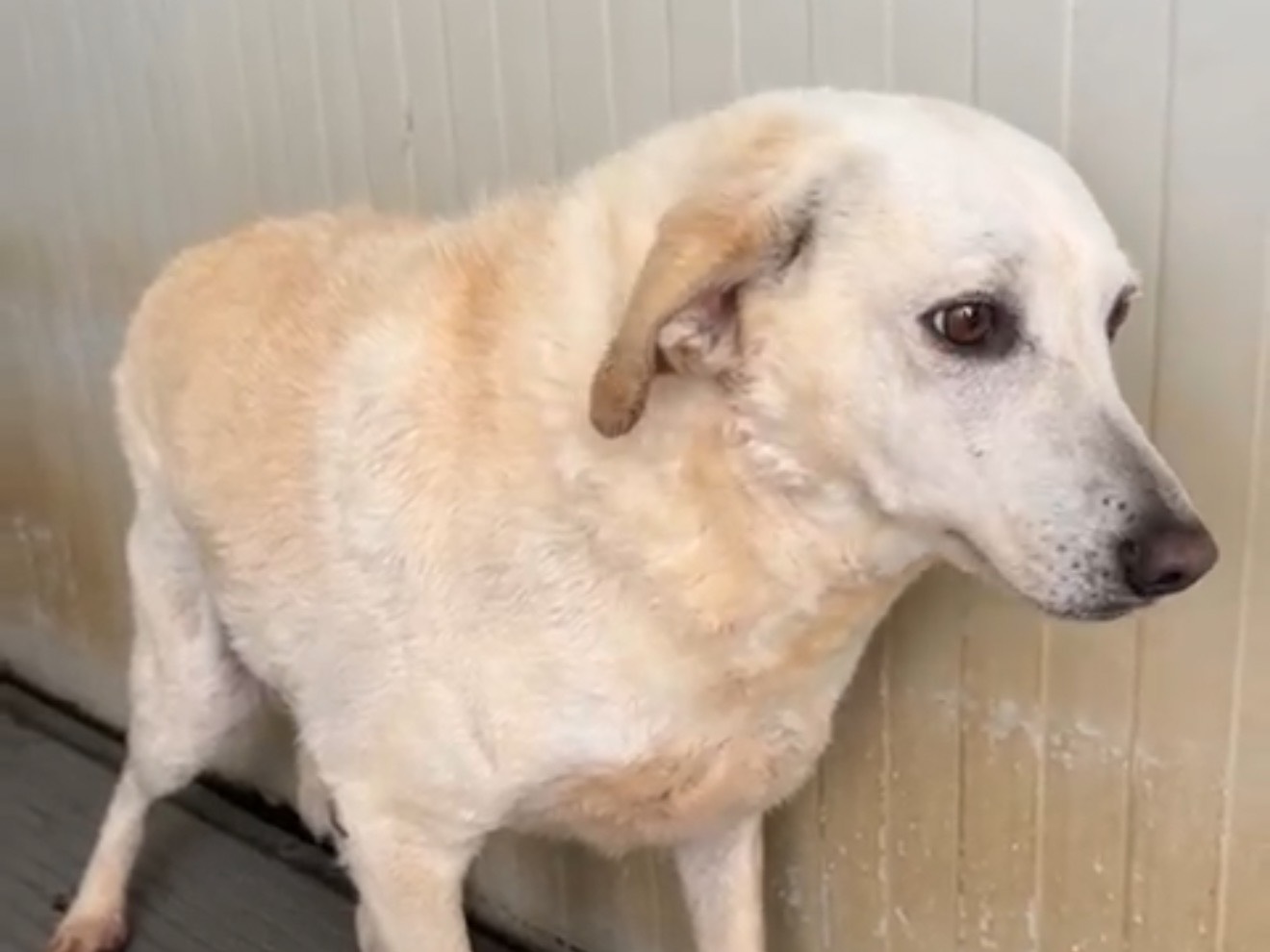 Vuoi adottare un cane a Latina?