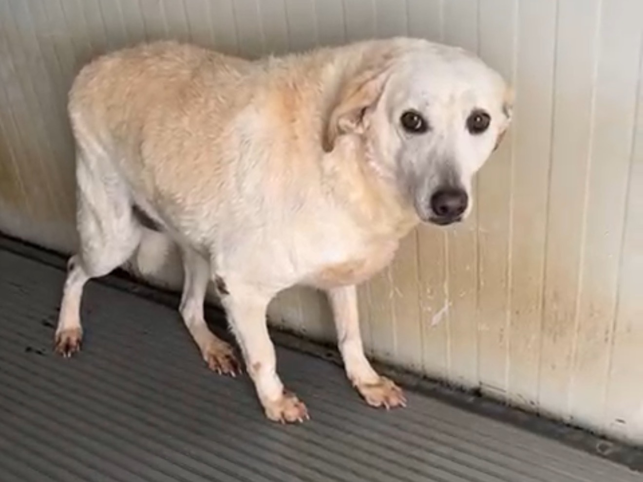 Adotta il cane Virginia  a Latina