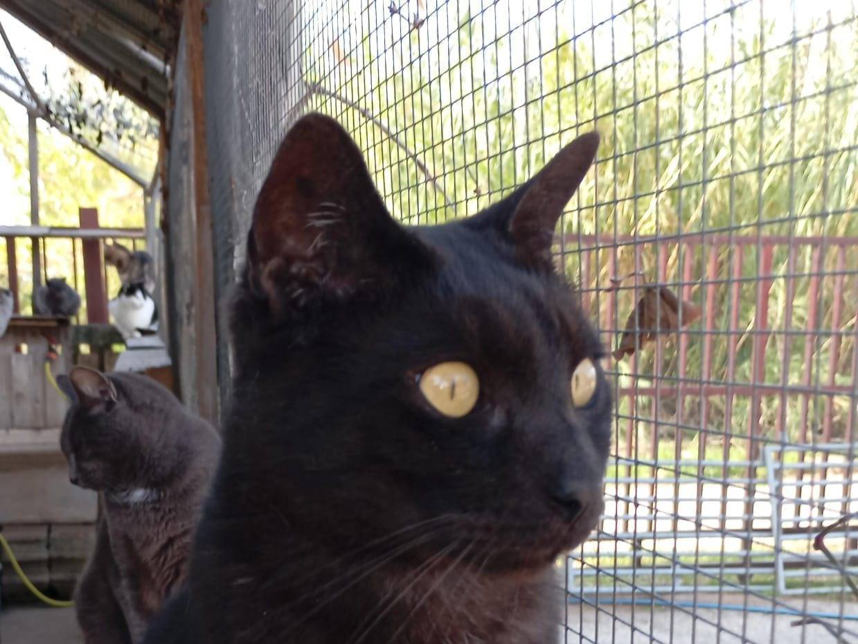 Adozione gatto, maschio, Razza sconosciuta Razza sconosciuta, 2 anni e 3 mesi, taglia non valida, Latina