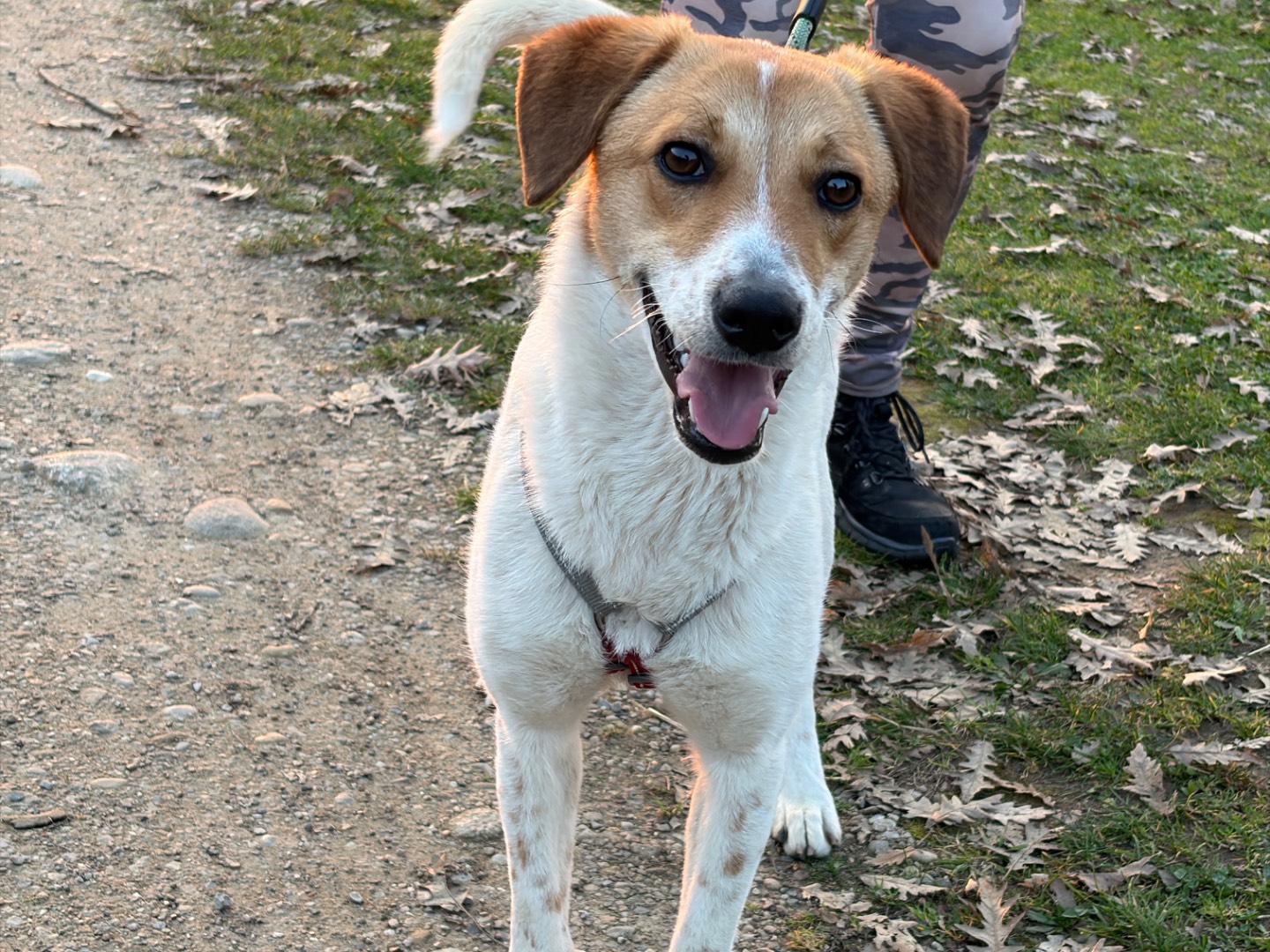 Adotta un cane, femmina, 8 mesi, Milano