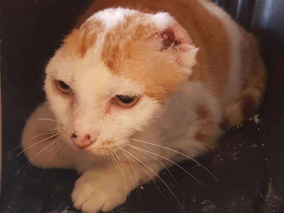 Adozione gatto, femmina, Razza sconosciuta Razza sconosciuta, 4 anni e 1 mese, taglia non valida, Barletta