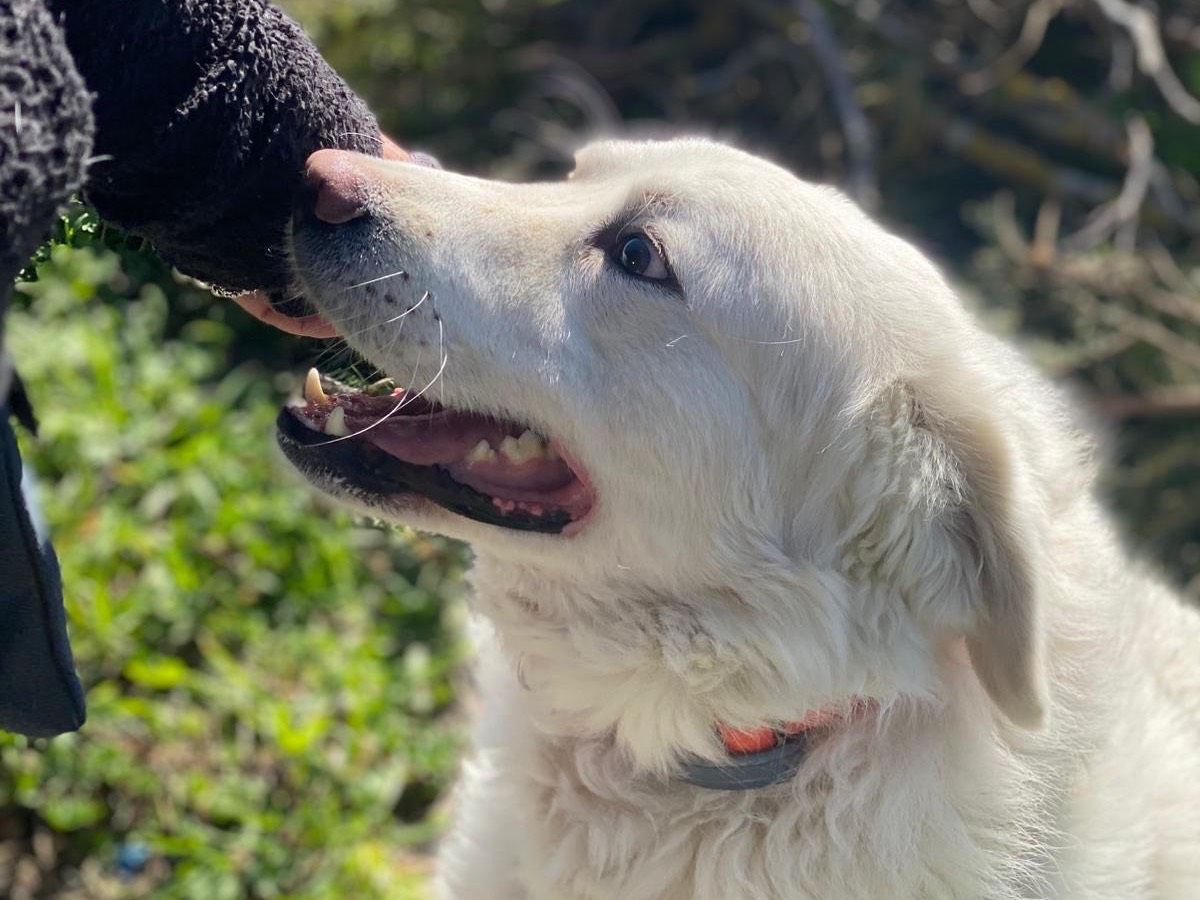 Adozione cane, maschio, Pastore maremmano Razza sconosciuta, 2 anni e 4 mesi, taglia grande, Como