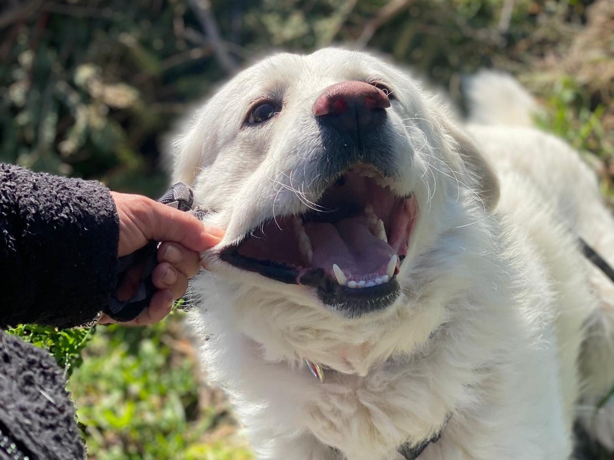 Adotta il cane Blanco a Como