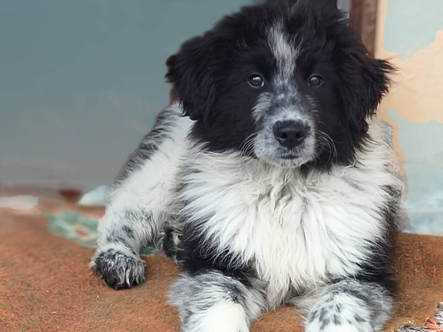 Adozione cane, maschio, Razza sconosciuta Razza sconosciuta, 2 mesi, taglia grande, Bologna