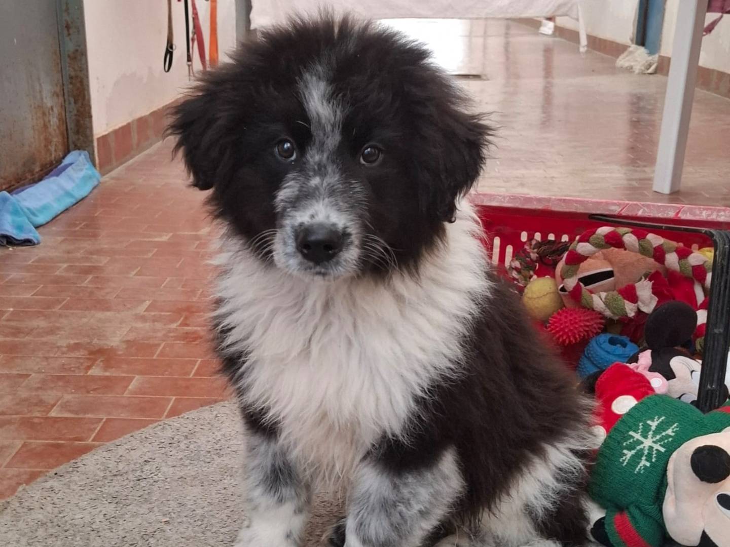 Adotta un cane, maschio, 2 mesi, Bologna