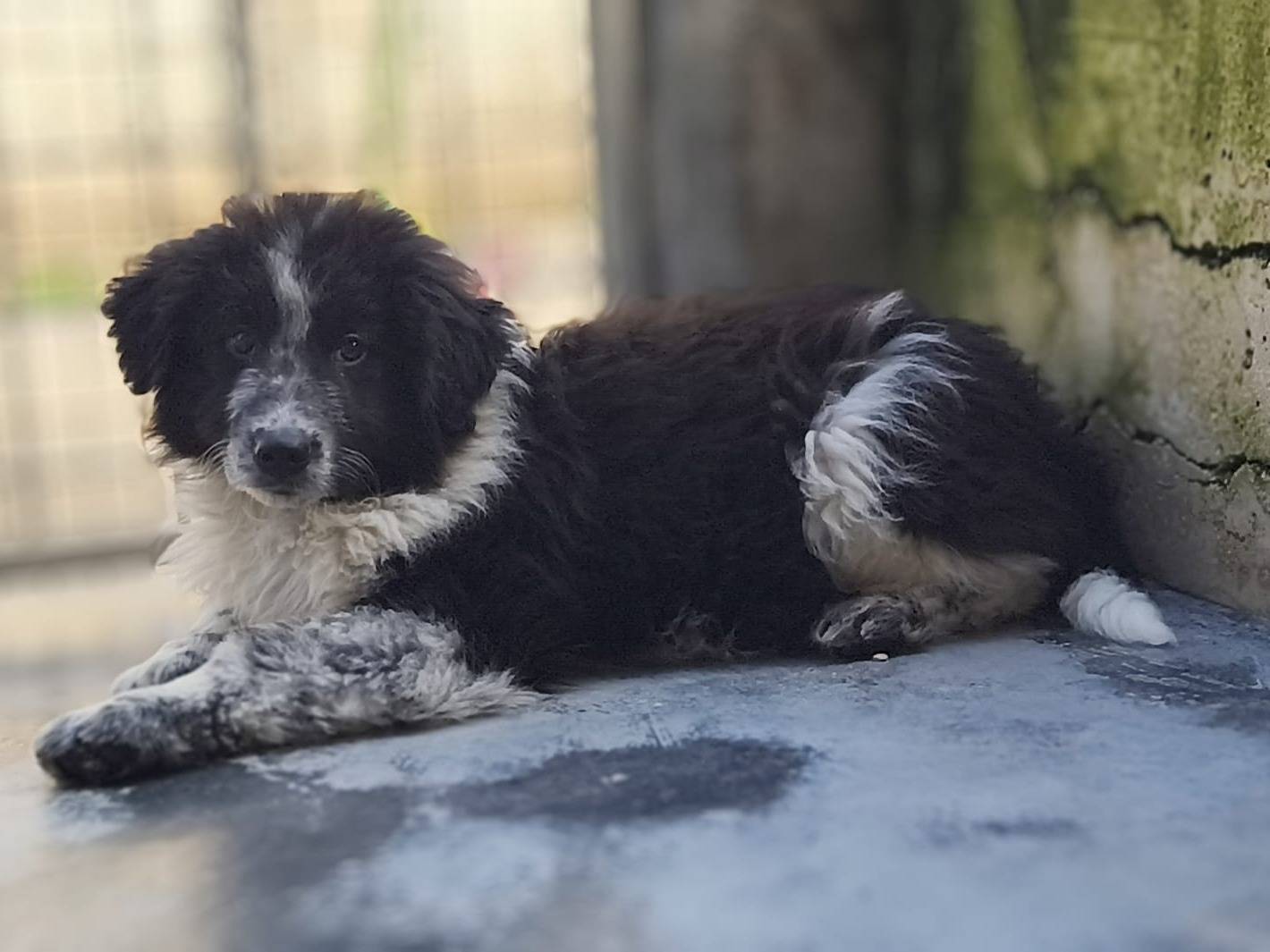 Adotta un cane, taglia grande, maschio, Bologna