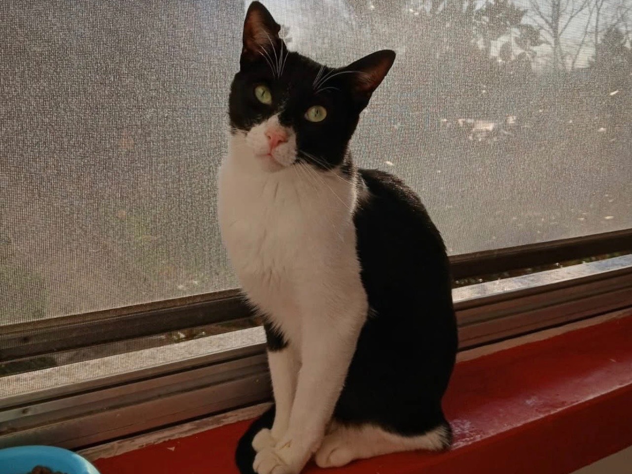 Adozione gatto, maschio, Razza sconosciuta Razza sconosciuta, 2 anni, taglia non valida, Milano