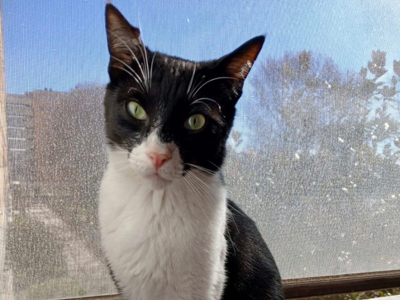 Adotta un gatto, maschio, 2 anni, Milano