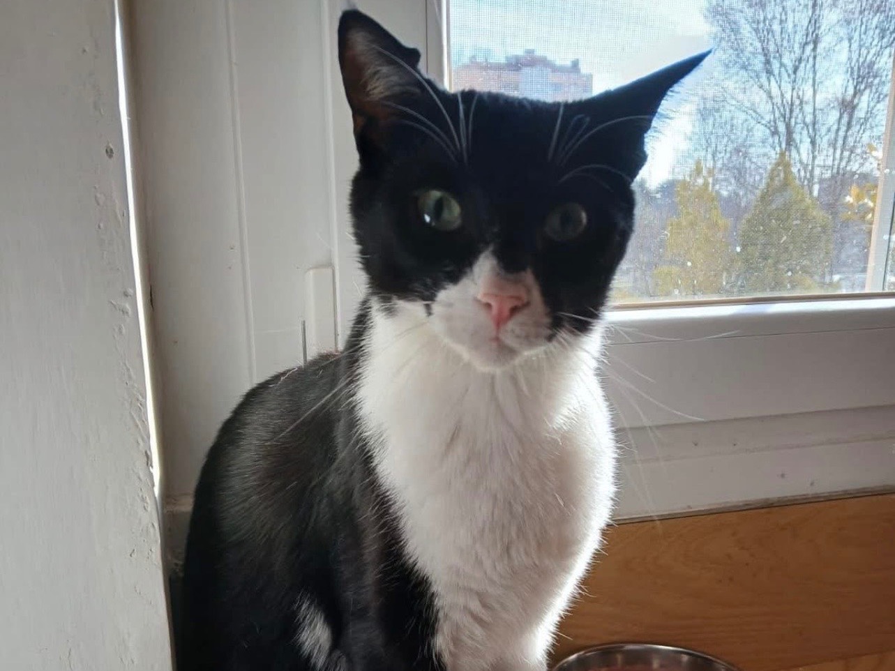 Adotta un gatto, taglia non valida, maschio, Milano