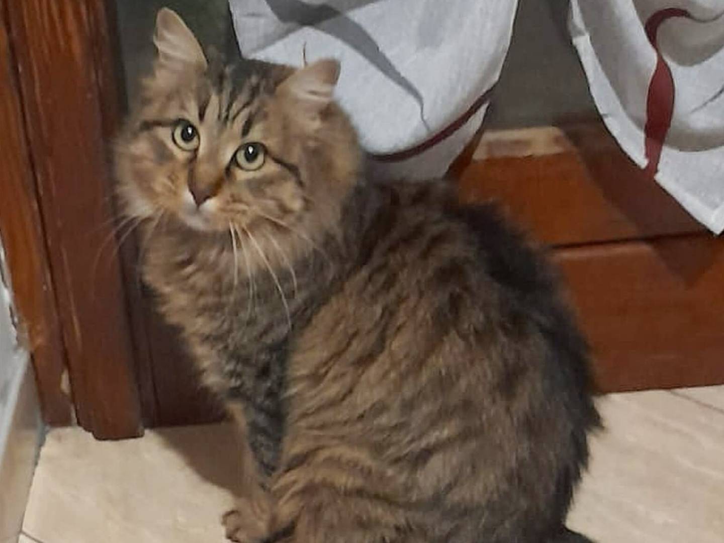 Adozione gatto, femmina, Razza sconosciuta Razza sconosciuta, 2 anni, taglia non valida, Torino