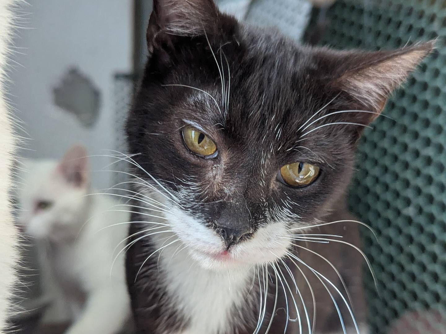 Vuoi adottare un gatto a Teramo?