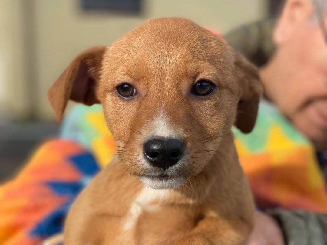 Adozione cane, maschio, Razza sconosciuta Razza sconosciuta, 3 mesi, taglia media, Crotone