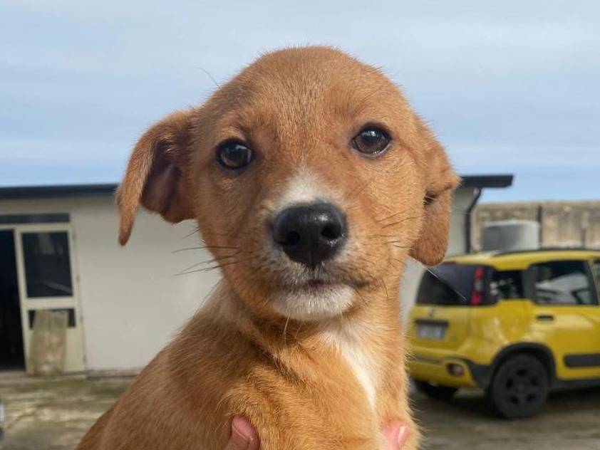 Adotta un cane, maschio, 3 mesi, Crotone