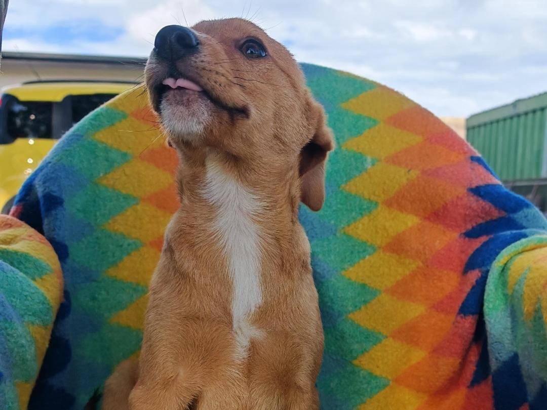 Adotta un cane, taglia media, maschio, Crotone