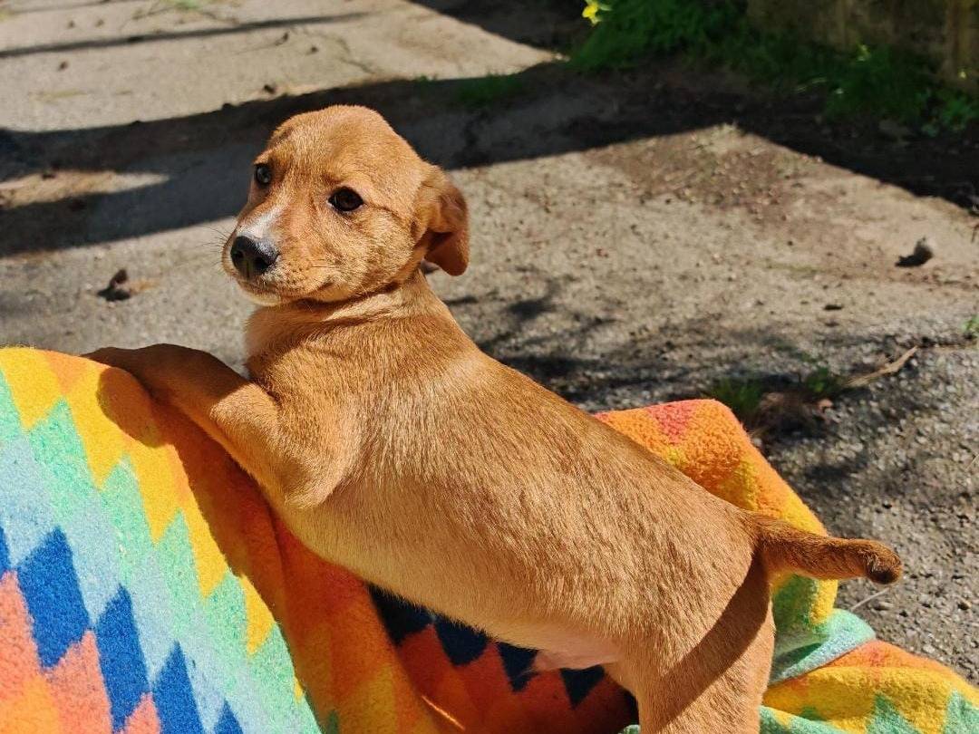 Adotta il cane Back a Crotone